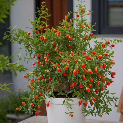 Pomegranate Tree - Punica granatum - Height 40-50cm - ⌀17cm