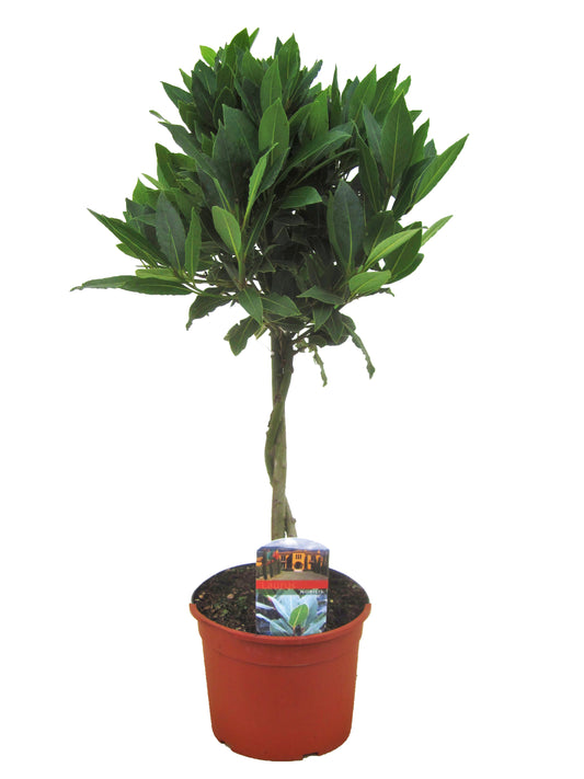 Bay tree - Laurus nobilis - Height 60-70cm - ⌀17cm