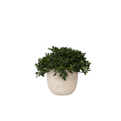 Pittospore du Japon - Pittosporum tobira nanum - Hauteur 30-40cm - ⌀19cm