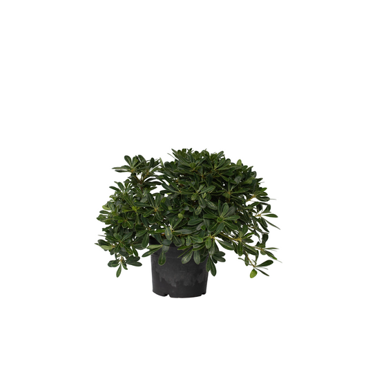 Dwarf Japanese Mock Orange - Pittosporum tobira nanum - Height 30-40cm - ⌀19cm
