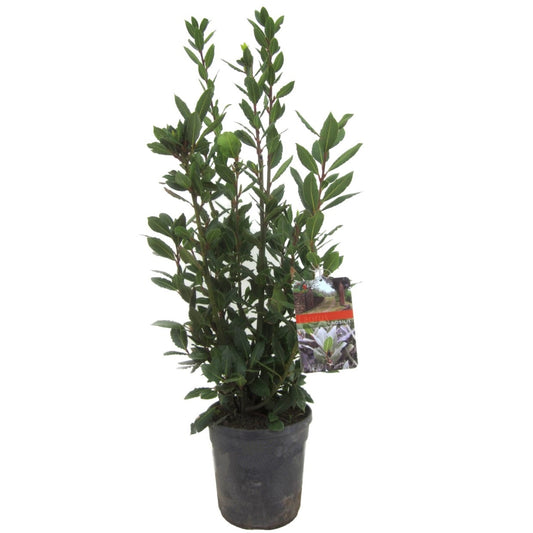 Bay tree - Laurus nobilis - Height 90-100cm - ⌀21cm