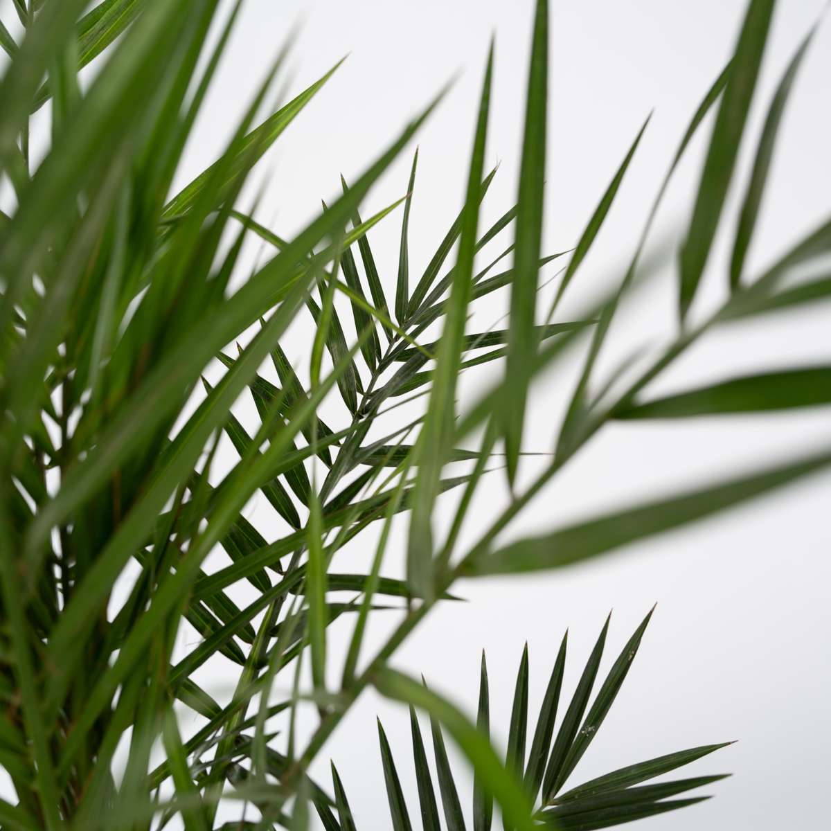 Canary date palm - Phoenix canariensis - Height 80-100cm - ⌀19cm