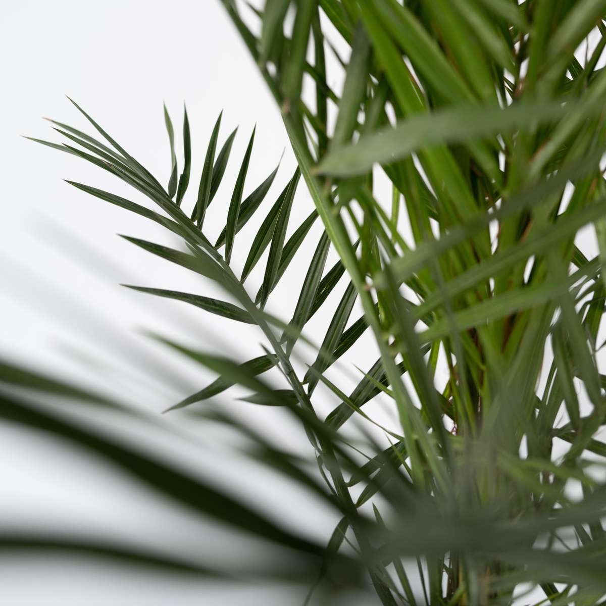 Canary date palm - Phoenix canariensis - Height 80-100cm - ⌀19cm