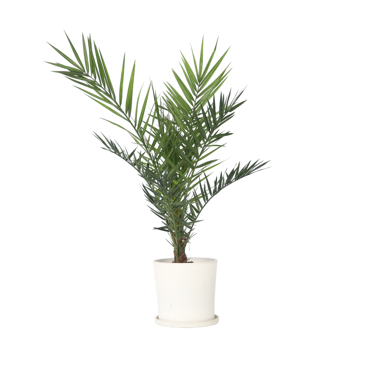 Canary date palm - Phoenix canariensis - Height 80-100cm - ⌀19cm