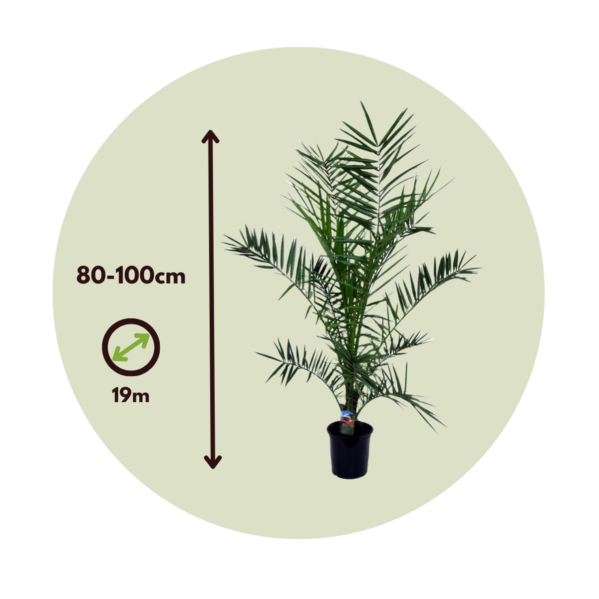 Canary date palm - Phoenix canariensis - Height 80-100cm - ⌀19cm