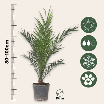 Palmier Dattier nain - Phoenix canariensis - Hauteur 80-100cm - ⌀19cm