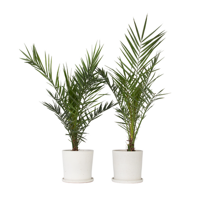 Palmier Dattier nain - Set de 2 - Phoenix canariensis - Hauteur 80-100cm - ⌀19cm