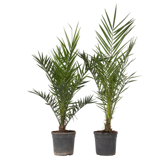 Canary date palm - 2 pcs. - Phoenix canariensis - Height 80-100cm - ⌀19cm
