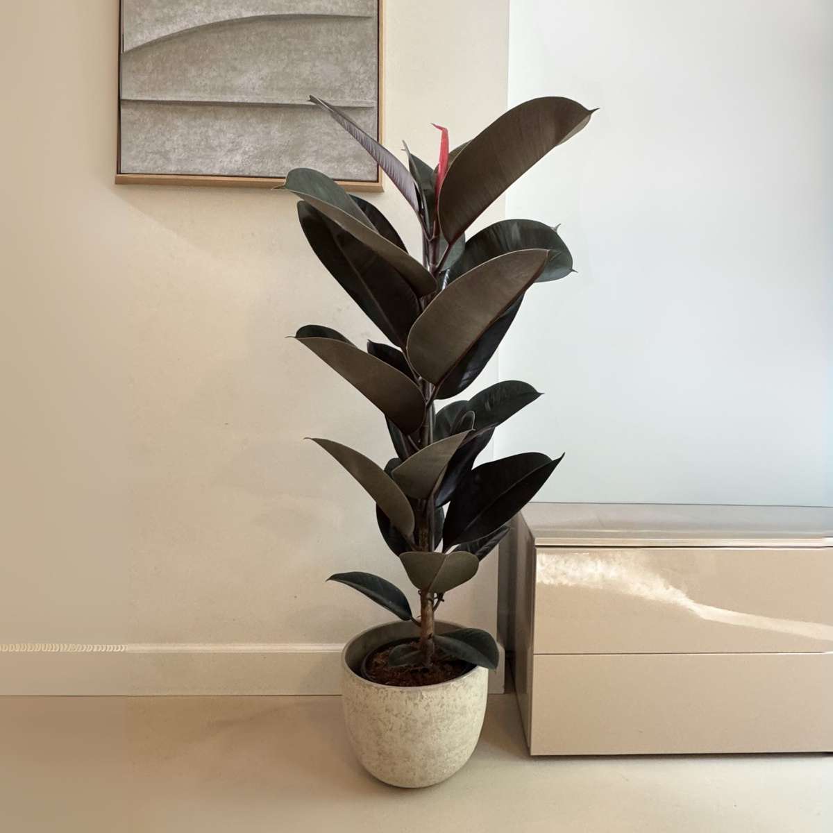 Caoutchouc - Ficus Elastica 'Abidjan' - Hauteur 75-100cm - ⌀24cm