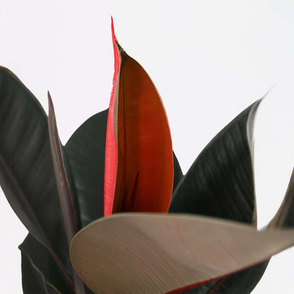 Rubber Plant - Ficus Elastica 'Abidjan' - Height 75-100cm - ⌀24cm
