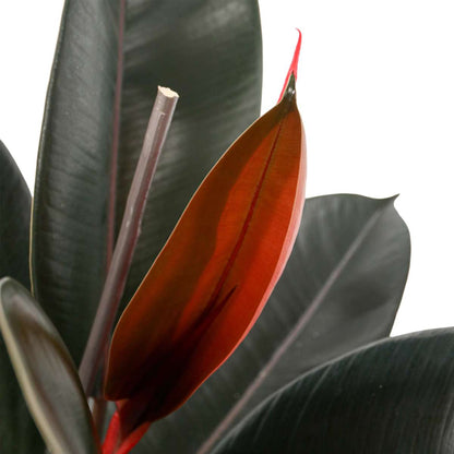 Rubber Plant - Ficus Elastica 'Abidjan' - Height 75-100cm - ⌀24cm