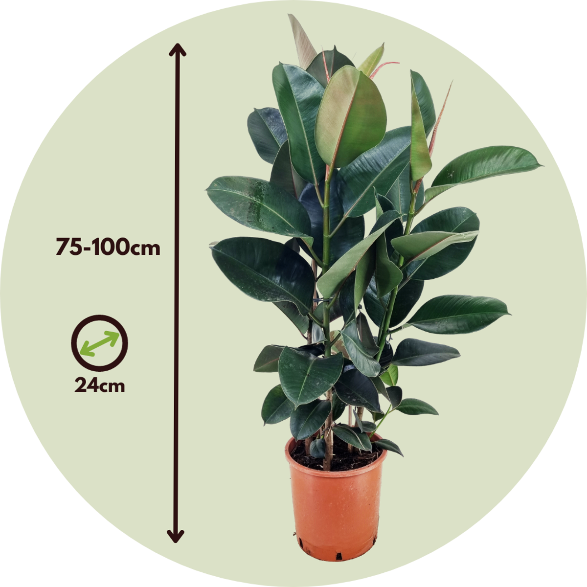 Rubber Plant - Ficus Elastica 'Robusta' - Height 75-100cm - ⌀24cm