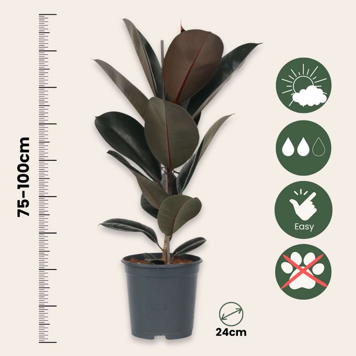 Caoutchouc - Ficus Elastica 'Abidjan' - Hauteur 75-100cm - ⌀24cm