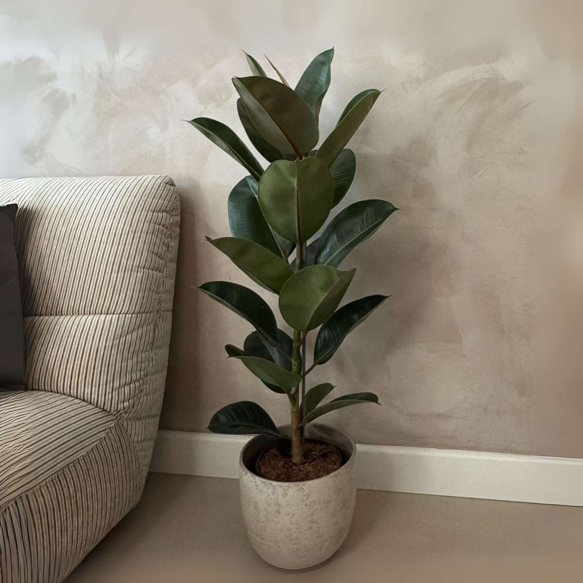 Caoutchouc - Ficus Elastica 'Robusta' - Hauteur 75-100cm - ⌀24cm