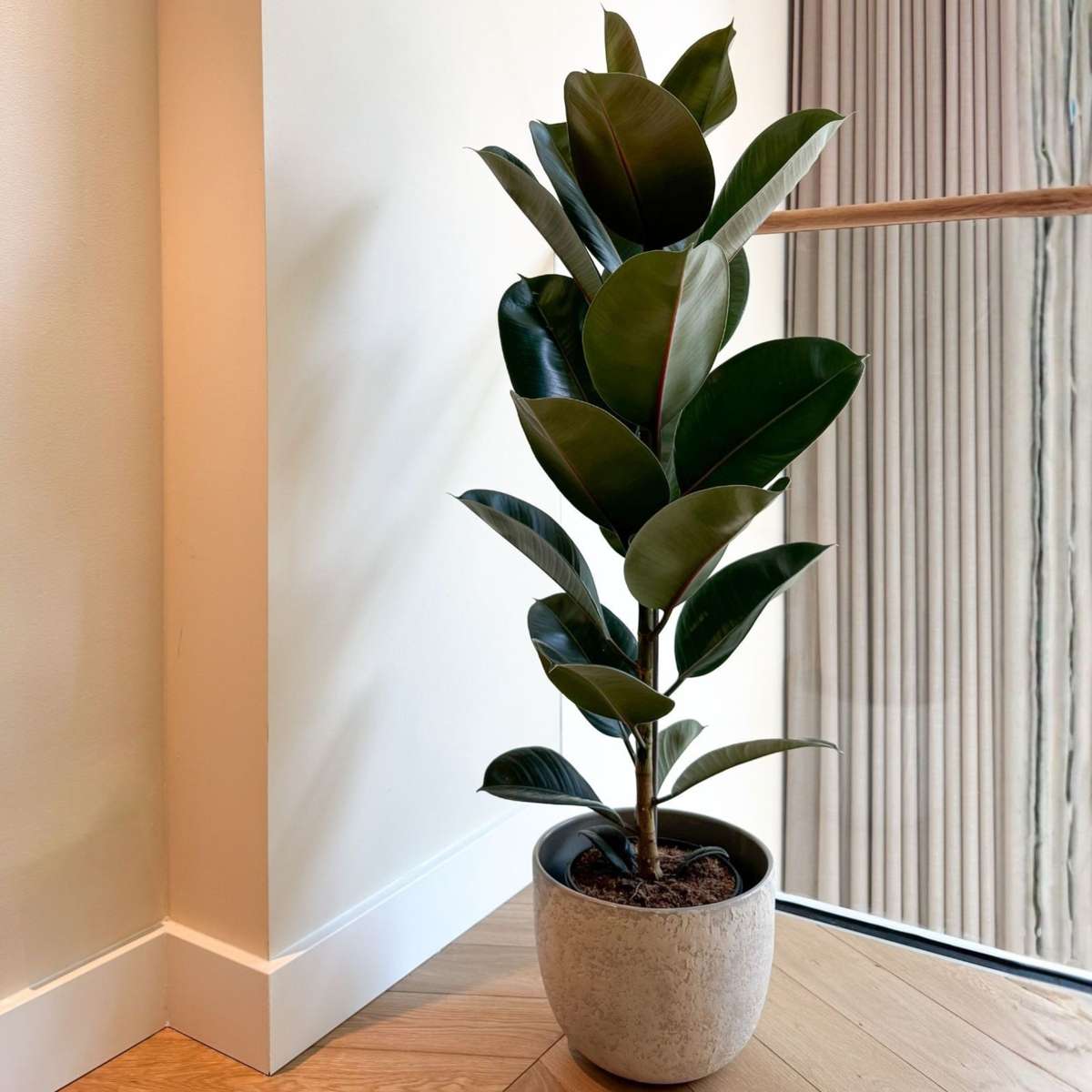 Caoutchouc - Ficus Elastica 'Robusta' - Hauteur 75-100cm - ⌀24cm