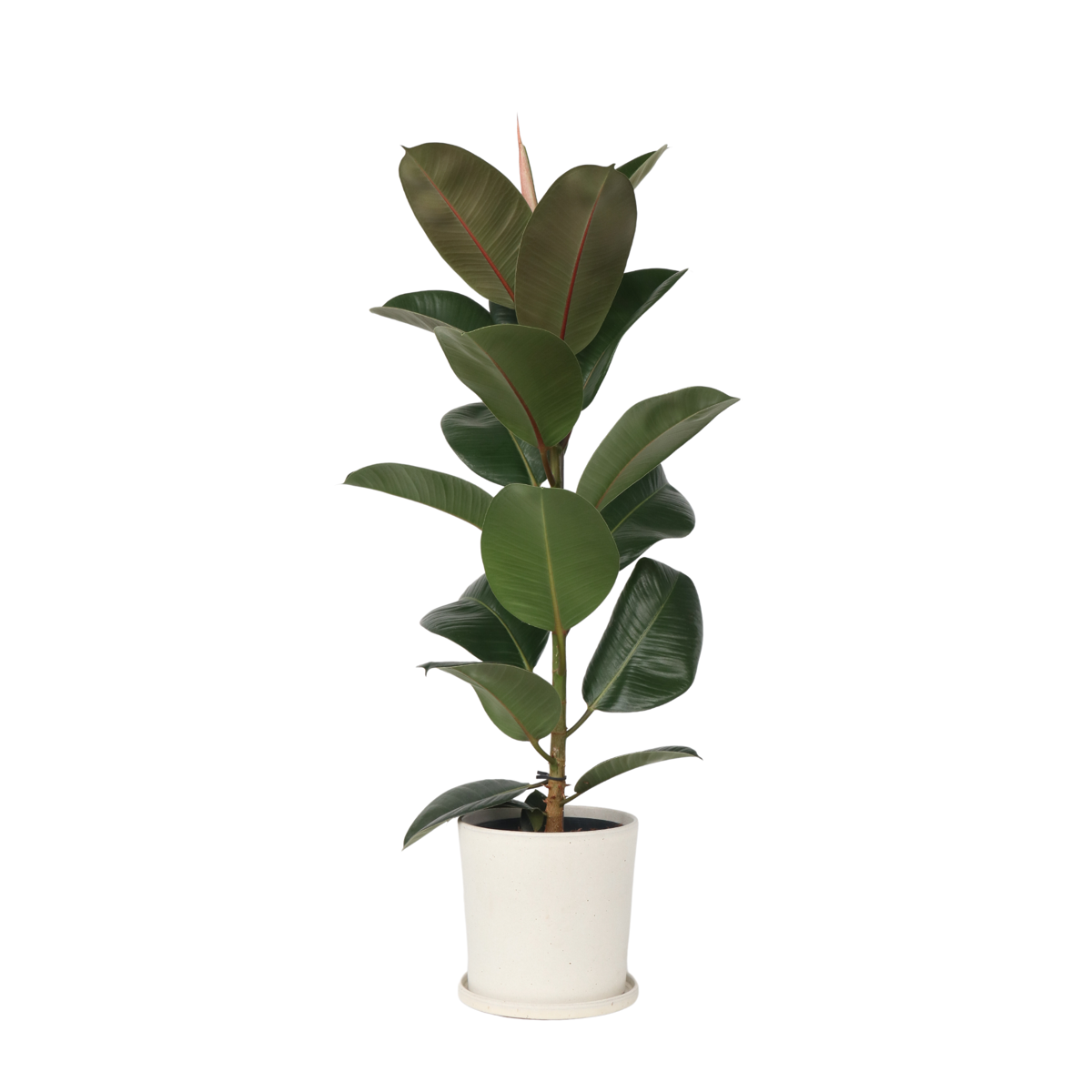 Rubber Plant - Ficus Elastica 'Robusta' - Height 75-100cm - ⌀24cm