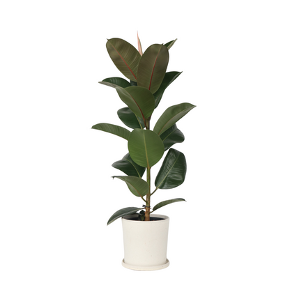Rubber Plant - Ficus Elastica 'Robusta' - Height 75-100cm - ⌀24cm