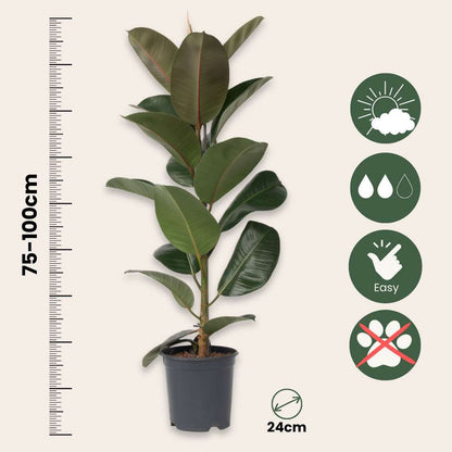Caoutchouc - Ficus Elastica 'Robusta' - Hauteur 75-100cm - ⌀24cm