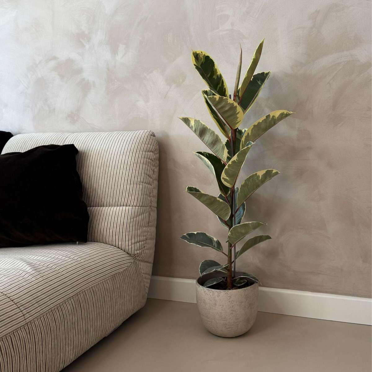 Caoutchouc - Ficus Elastica 'Tineke' - Hauteur 75-100cm - ⌀24cm