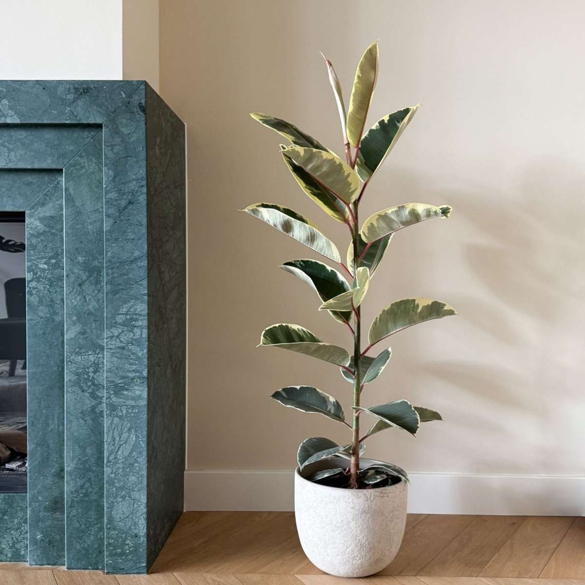 Caoutchouc - Ficus Elastica 'Tineke' - Hauteur 75-100cm - ⌀24cm