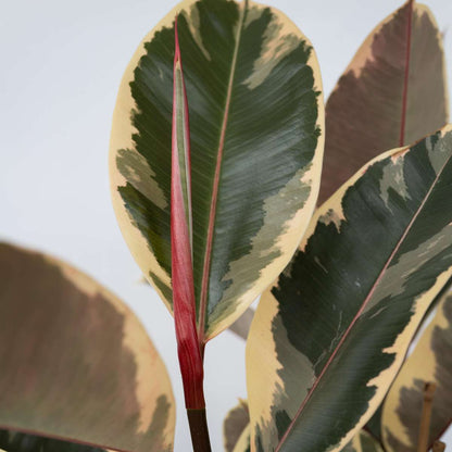Rubber Plant - Ficus Elastica 'Tineke' - Height 75-100cm - ⌀24cm