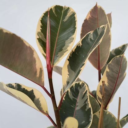 Rubber Plant - Ficus Elastica 'Tineke' - Height 75-100cm - ⌀24cm