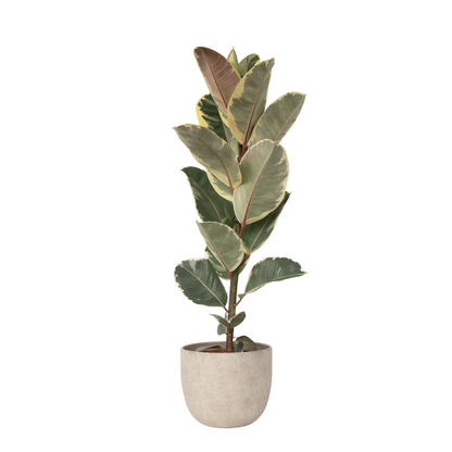 Rubber Plant - Ficus Elastica 'Tineke' - Height 75-100cm - ⌀24cm