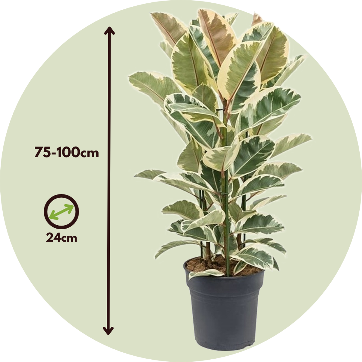 Rubber Plant - Ficus Elastica 'Tineke' - Height 75-100cm - ⌀24cm