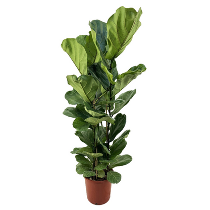 Fiddle-leaf fig - Ficus Lyrata - Height 80-100cm - ⌀24cm