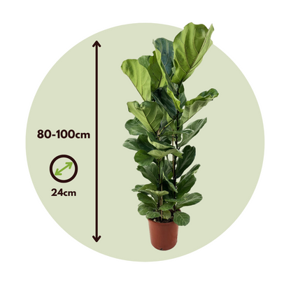 Fiddle-leaf fig - Ficus Lyrata - Height 80-100cm - ⌀24cm