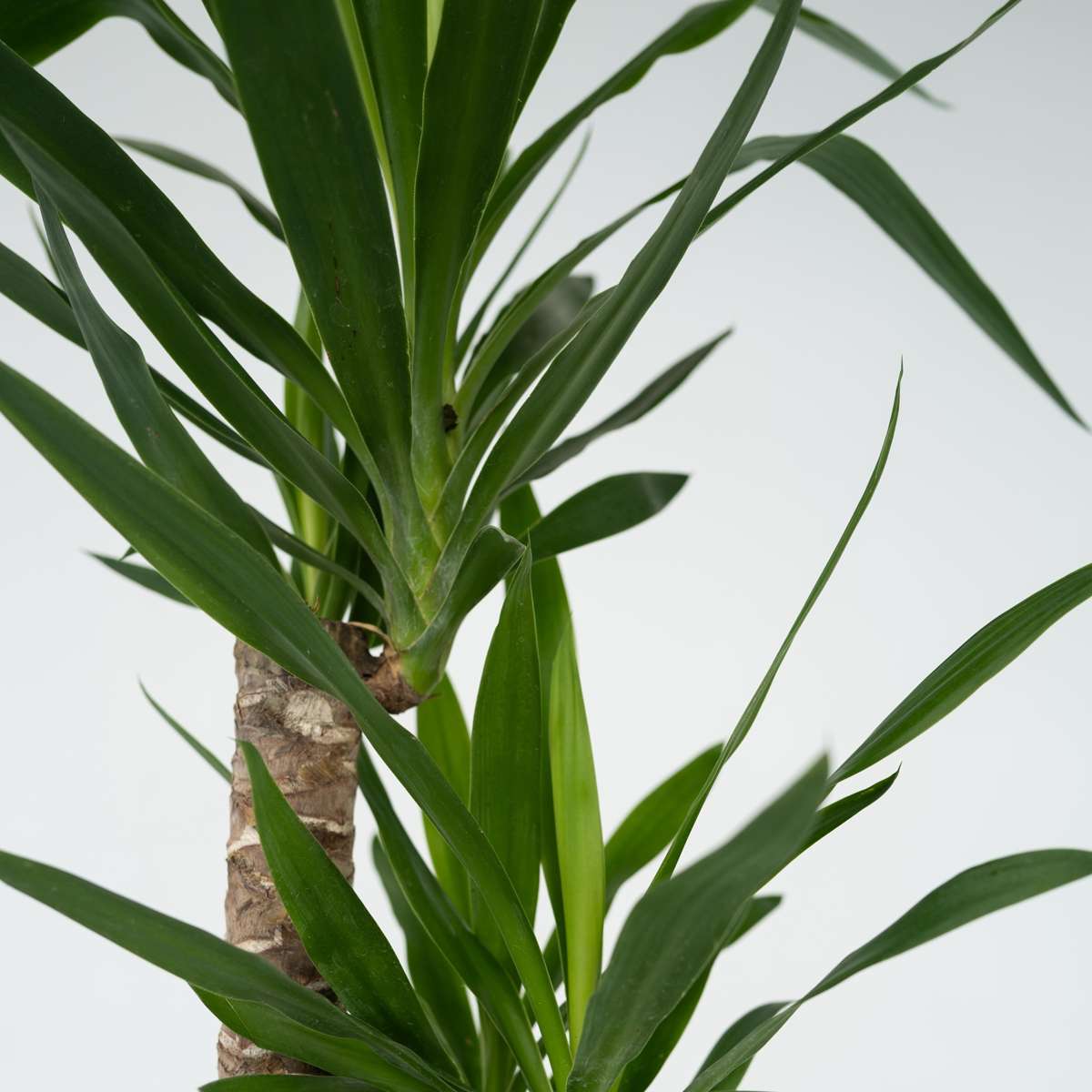 Common Yucca - Yucca elephantipes - Height 130-140cm - ⌀24cm