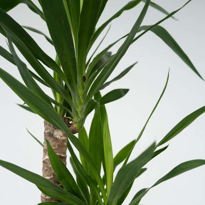 Common Yucca - Yucca elephantipes - Height 130-140cm - ⌀24cm