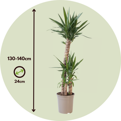 Common Yucca - Yucca elephantipes - Height 130-140cm - ⌀24cm