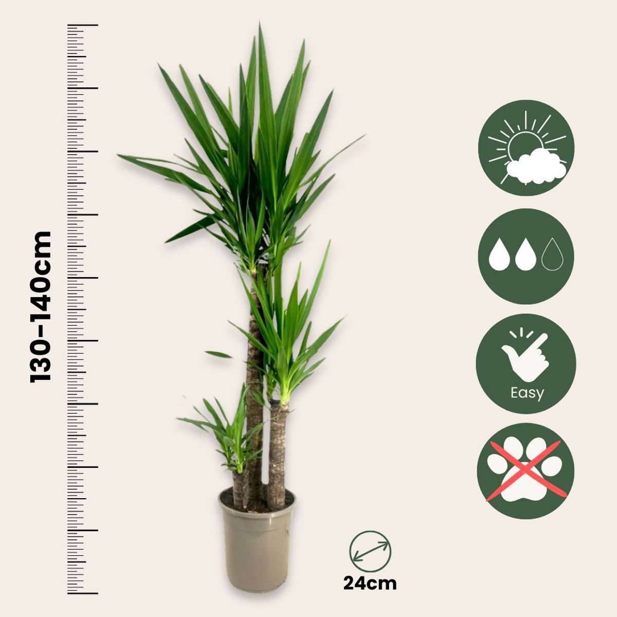 Pied d'éléphant - Yucca elephantipes - Hauteur 130-140cm - ⌀24cm