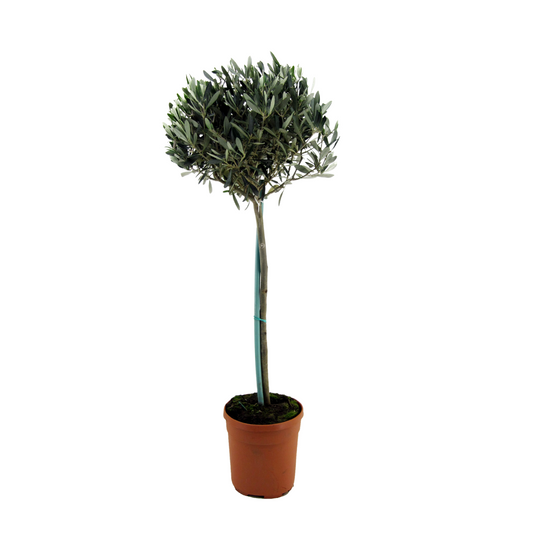 Olivier - Olea europaea - Hauteur 155-170cm - ⌀27cm