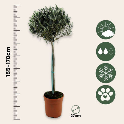 Olivier - Olea europaea - Hauteur 155-170cm - ⌀27cm