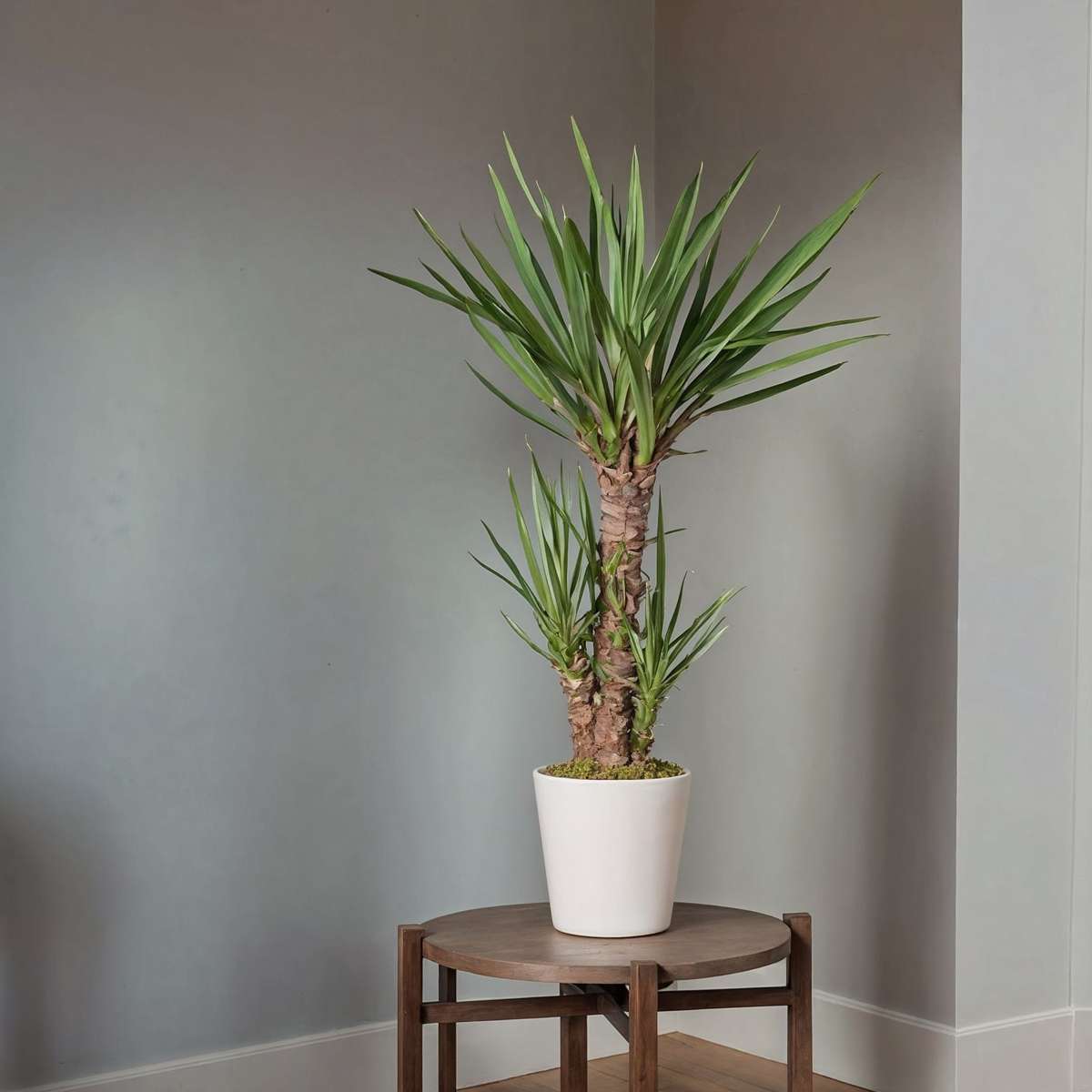 Common Yucca - Yucca elephantipes - Height 150-170cm - ⌀27cm