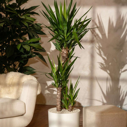 Common Yucca - Yucca elephantipes - Height 150-170cm - ⌀27cm