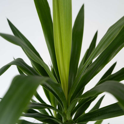 Common Yucca - Yucca elephantipes - Height 150-170cm - ⌀27cm