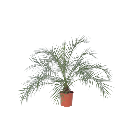 Miniature date palm - Phoenix roebelenii - Height 80-90cm - ⌀21cm