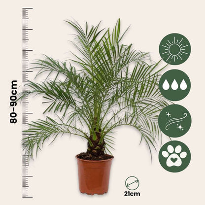 Palmier Dattier nain - Phoenix roebelenii - Hauteur 80-90cm - ⌀21cm