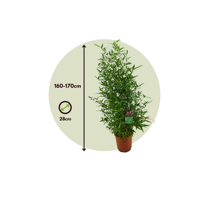 Golden Bamboo - Phyllostachys 'Aurea' - Height 160-170cm - ⌀28cm