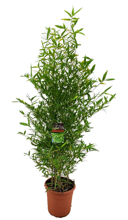 Golden Bamboo - Phyllostachys 'Bisetti' - Height 160-170cm - ⌀28cm