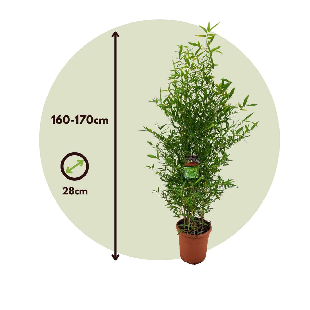 Golden Bamboo - Phyllostachys 'Bisetti' - Height 160-170cm - ⌀28cm
