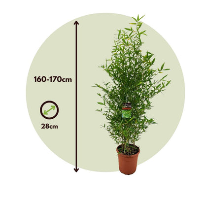 Golden Bamboo - Phyllostachys 'Bisetti' - Height 160-170cm - ⌀28cm