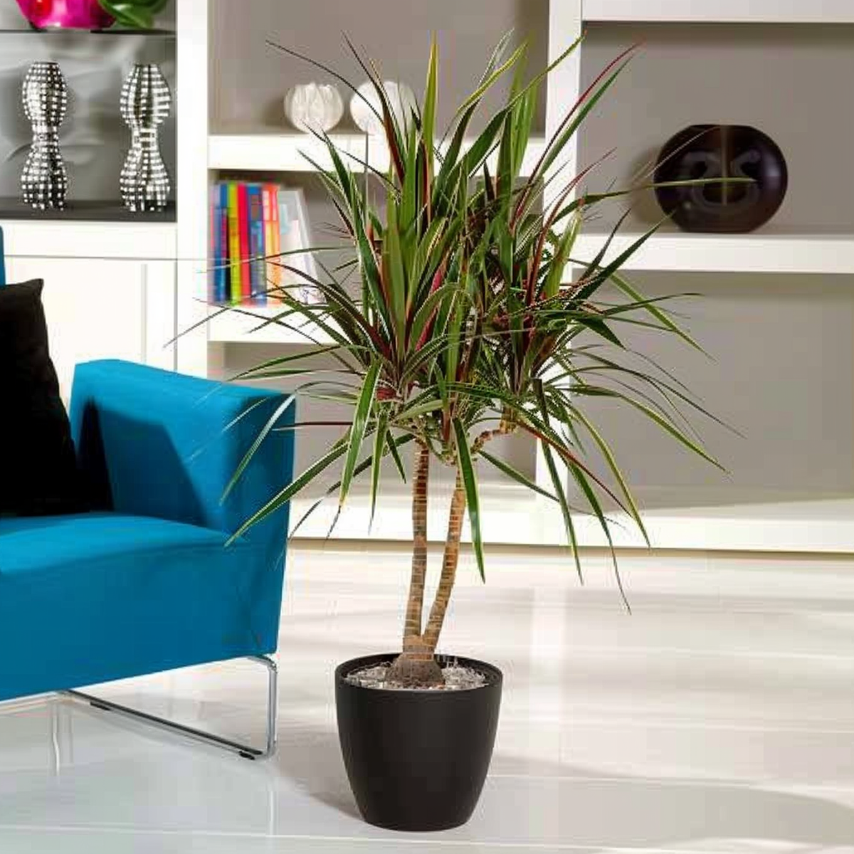 Madagascar Dragon Tree - Dracaena marginata 'Bicolor' - Height 110-130cm - ⌀24cm