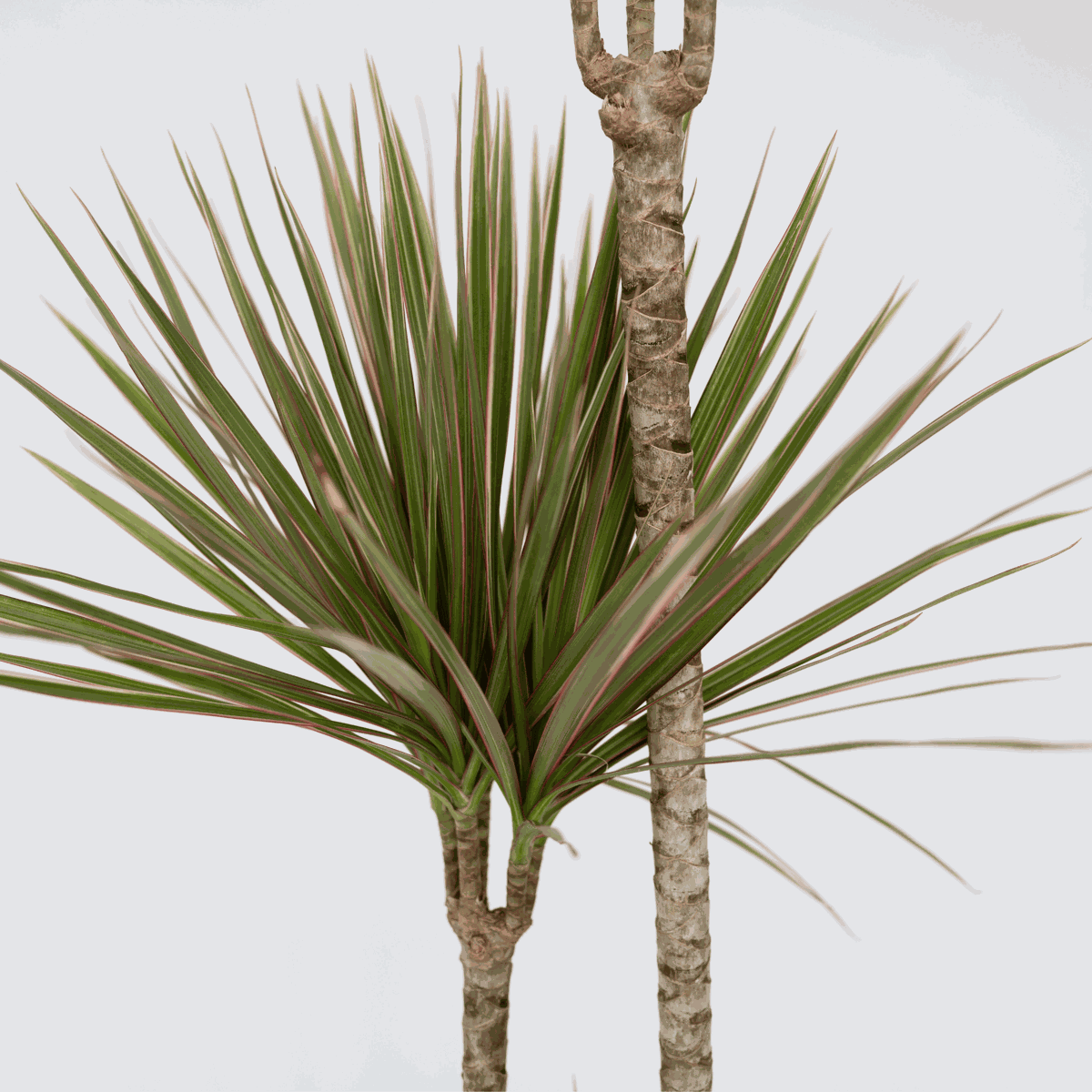 Madagascar Dragon Tree - Dracaena marginata 'Bicolor' - Height 110-130cm - ⌀24cm