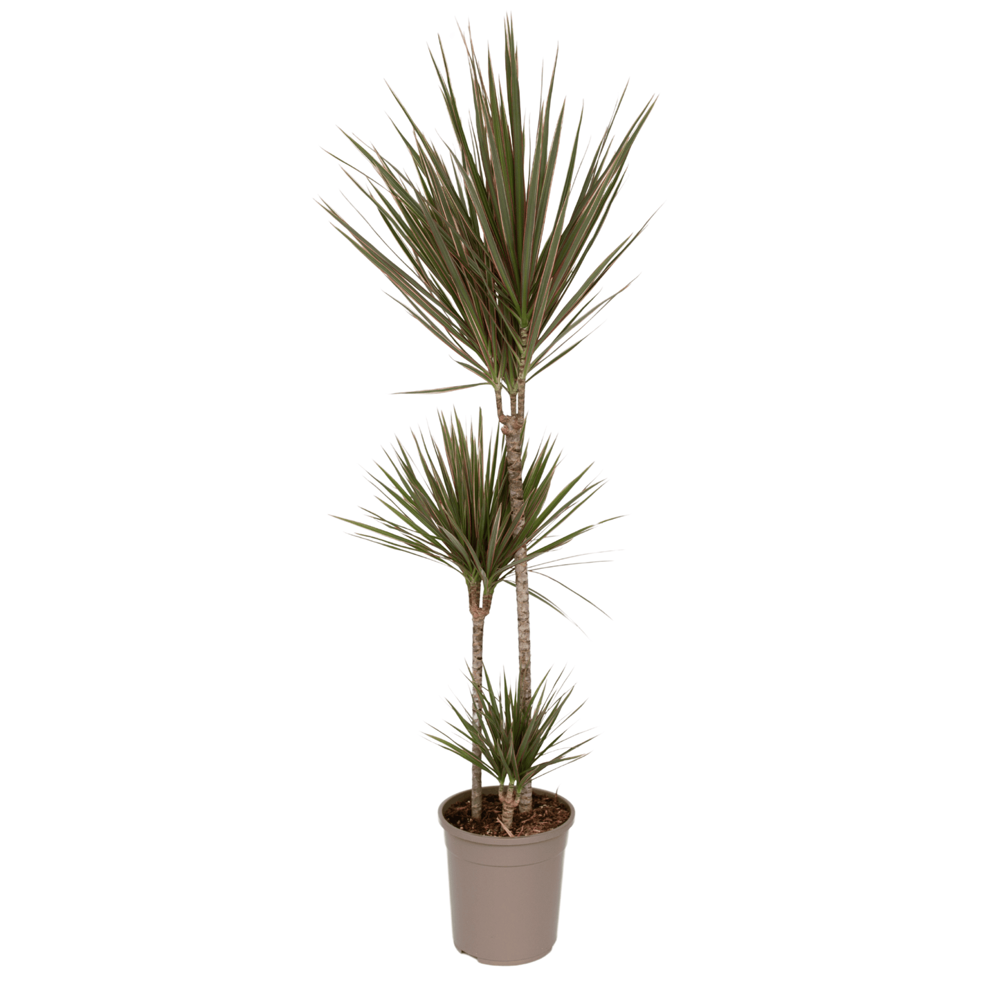Madagascar Dragon Tree - Dracaena marginata 'Bicolor' - Height 110-130cm - ⌀24cm