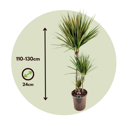 Madagascar Dragon Tree - Dracaena marginata 'Bicolor' - Height 110-130cm - ⌀24cm