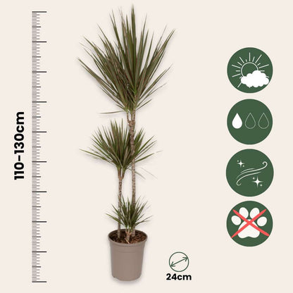 Dragonnier - Dracaena marginata 'Bicolor' - Hauteur 110-130cm - ⌀24cm - TD Plantz